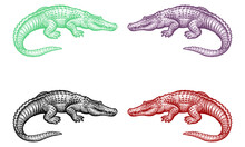Hand Drawn Alligator Vector Illustration. Crocodile Doodle Style, Sketch Illustration