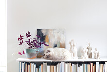 White Cat Sleeping On Bookshelf Next To Art And Sculptures