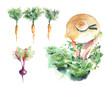 Watercolor horticulture illustration. Carrot and beet set. Organic food print