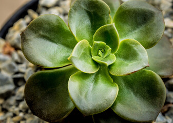 Succulent plant close-up fresh leaves detail of Echeveria Melaco