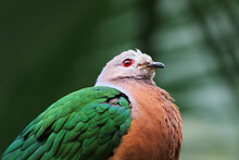 Emerald Dove Green Winged Pigeon
