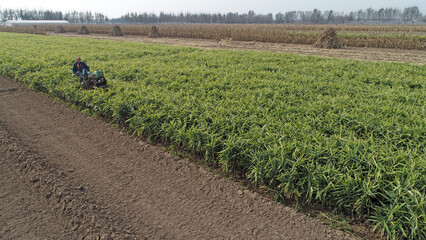 Poster - Farmers drive agricultural machinery to harvest ginger on the farm, North China