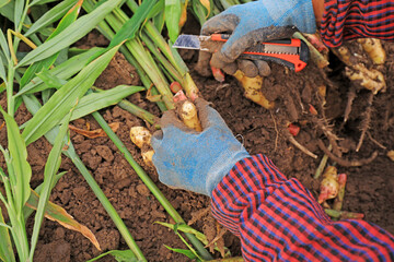 Poster - Farmers are harvesting ginger on the farm, North China