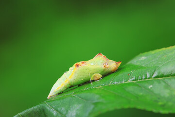 Wall Mural - Lepidoptera larvae in the wild, North China