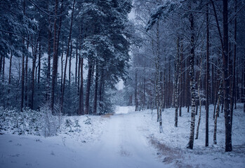  Winter Forest