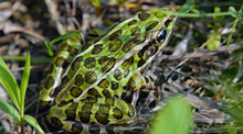 Close-up Of A Northern Leopard Frog Sitting In The Grass.