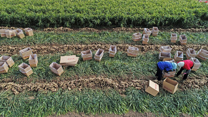 Wall Mural - Farmers harvest ginger on farms in North China