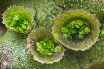 Wall Mural - Cell bud cup of bryophyte liverwort