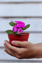 Close-up Of Hand Holding Pink Periwinkle Flower