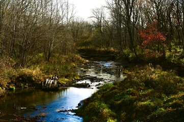 river in the forest