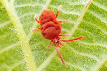 Wall Mural - Red mites on wild plants, North China