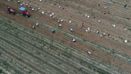 Wall Mural - Farmers harvest sweet potatoes in the fields in North China