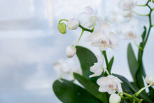 Close Up Of White Mini Phalaenopsis Orchid
