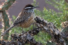 Cactus Wren Perched On Cholla Cactus Branch.