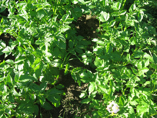 young potatoes grow in the garden in summer