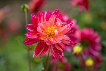 Canvas Print - Close up of Dahlia flower.