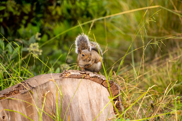 Wall Mural - Eastern Fox Squirrel (Sciurus niger) sits in a tree. 