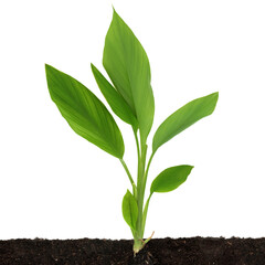 Wall Mural - Turmeric plant with leaves and root growing in soil. Used in herbal plant medicine to treat a variety of health conditions and in food seasoning. On white background with copy space