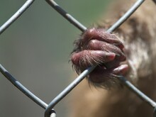 Closeup Of A Monkey Hand And Fingers Clinging To Cage In Zoo Demonstrating The Cruelty Of Animals In Captivity