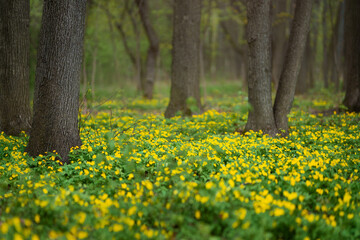 Wall Mural - Forest glade full of yellow spring flowers