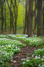 Forest Glade Full Of White Spring Flowers