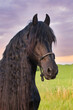Portrait of a beautiful black friesian horse.