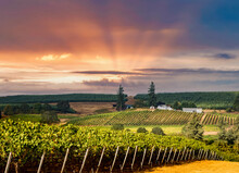 A Vineyard In Hill Country Just South Of Salem, Oregon