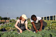 © Roman - Adult redhead woman and black man in working uniform apron checking green sprouts in modern greenhouse of agricultural complex. at summer sunny day. agriculture, gardening concept