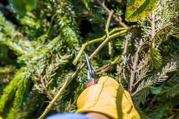 Wall Mural - Pruning rose bushes in the fall. The pruner in the hands of the gardener.