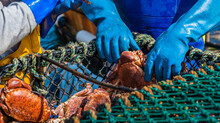 Fishermen Holding Live Crabs While Wearing Gloves While They Sort The Crabs Into Bins By Size