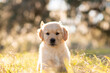 Golden retriever puppy playing at a park field at sunset with golden trees in the background. Portrait of a cute puppy in a field. Dog outdoors.	
