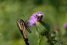 A Shallow Focus Shot Of An Eastern Tiger Swallowtail Butterfly And A Bee Co