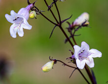 A Selective Focus Shot Of Foxglove Beardtongue Flowers On Twigs In The Garden On A Blurred Background