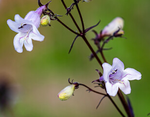 Wall Mural - a selective focus shot of foxglove beardtongue flowers on twigs in the garden on a blurred backgroun