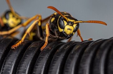 Wall Mural - close up of a wasp