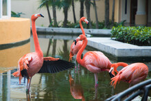 A Flock Of Caribbean Flamingos Walking In The Garden