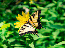 A Top View Of A Yellow Swallowtail Butterfly On A Yellow Flower