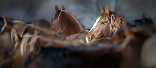 winter wild horses