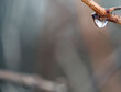 Close-up of a waterdrop hanging on a tree branch on a warm mild winters day in January with a blurred background.