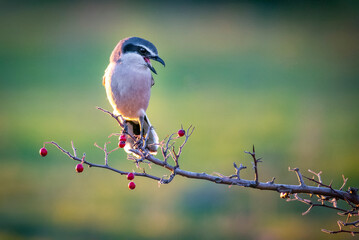 Wall Mural - Southern gray shrike perched on a branch with red berries