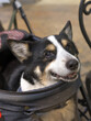 ドッグカートの中で幸せそうな顔をする黒いコーギー犬