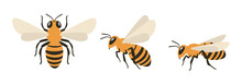Honey Bee Illustration Set: Top View, Flying Side View, And Sitting Side View