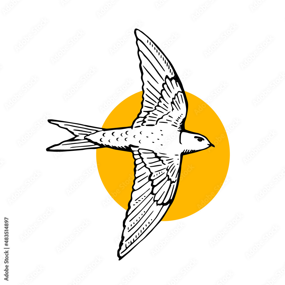 Swift In Flight Outline Swift bird flying. Hand drawn illustration. Black line drawing on white ...