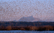 A Large Group Of Migrating Birds Flying Over The Skagit Wildlife Area At Sunset