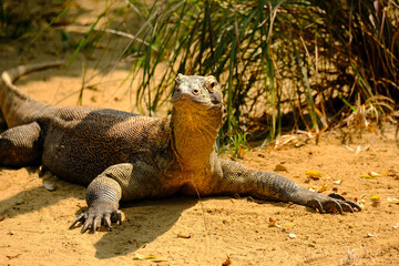 Poster - A Komodo monitor resting on the ground in the sun