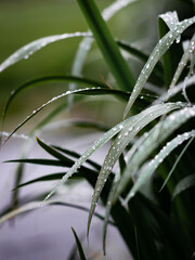 Poster - A closeup shot of a flax in a rain