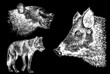 Graphical set of wild animals on black background, bear, wolf and hog