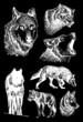 Graphical set of wolfs isolated on black background,vector elements, eps 10 illustration