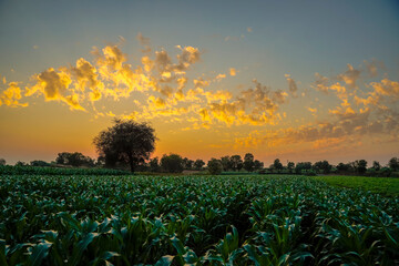 Poster - Green sorghum agriculture field with sky background.