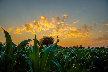 Poster - Green sorghum agriculture field with sky background.